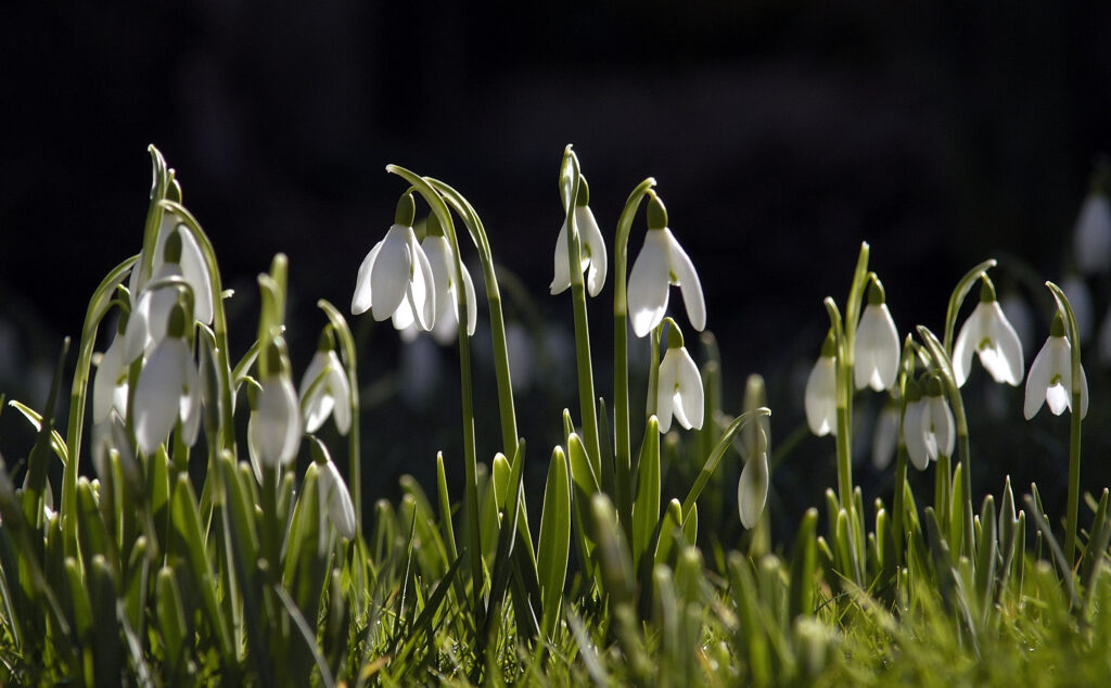 Snowdrops