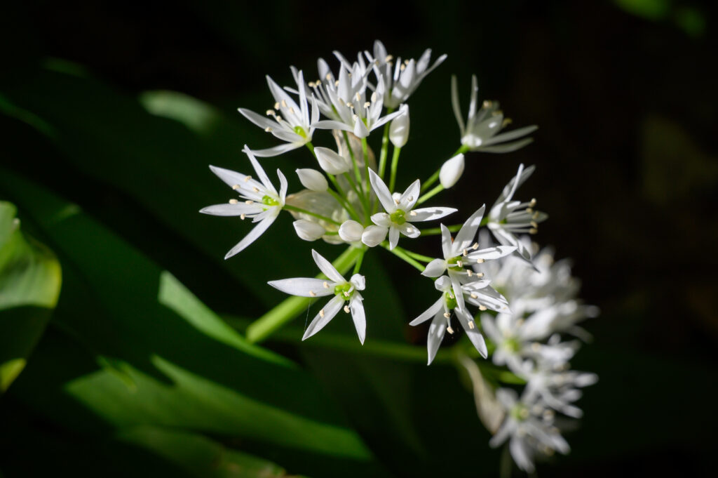 Wild Garlic